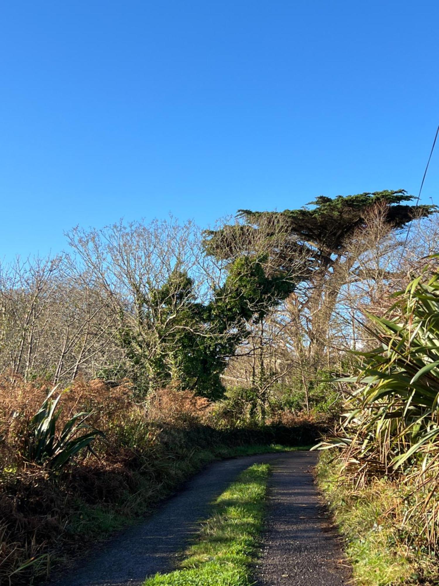 Ancaire Cottage Kilbronogue. Schull Exteriör bild